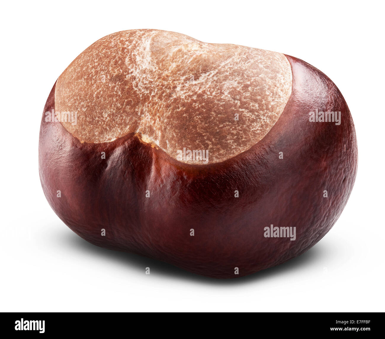 Single chestnut isolated on white with clipping path Stock Photo