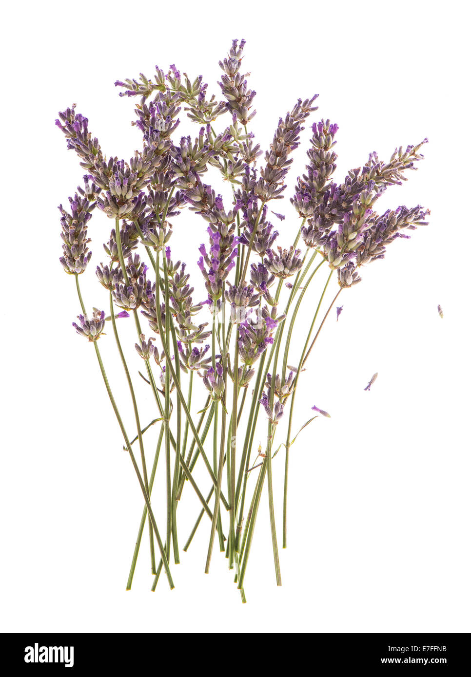 dry flowers of lavender plant isolated on white background Stock Photo -  Alamy