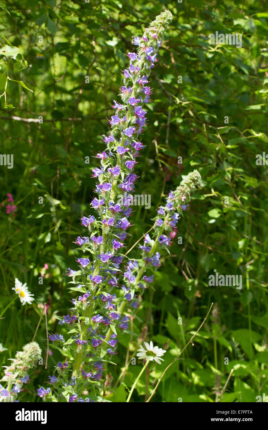 British wildflowers, purple flowers of Echium vulgare at Queen's View, Scotland Stock Photo