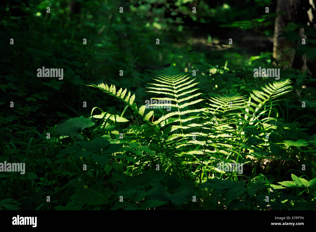 Fern brightly lit bu sunrays amongst thick dark forest Stock Photo