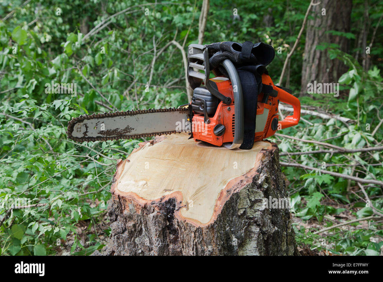 Chainsaw on a stump of a recently sawed down tree Stock Photo