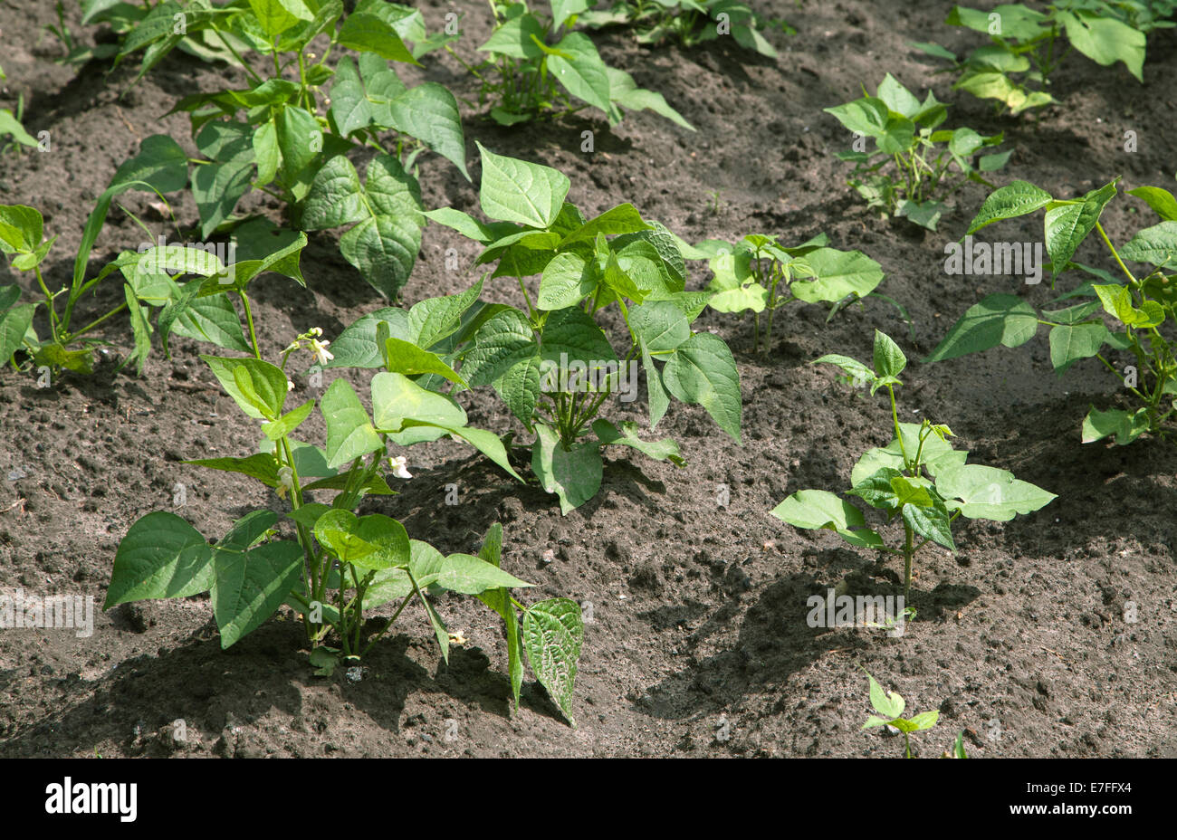 Sprouts of kidney beans in a vegetable garden Stock Photo Alamy