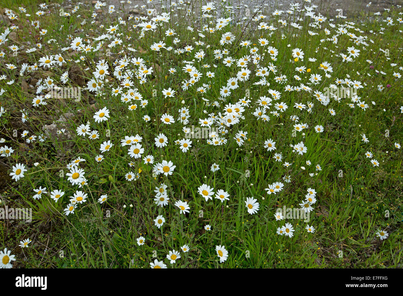 Swathe of common British wildflowers - white oxeye daisies, Leucanthemum vulgare, and emerald green foliage Stock Photo