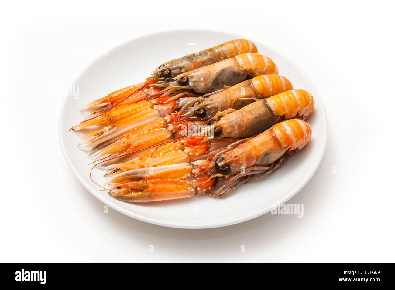 Langoustine (Nephrops norvegicus),Dublin Bay Prawn or Norway Lobster