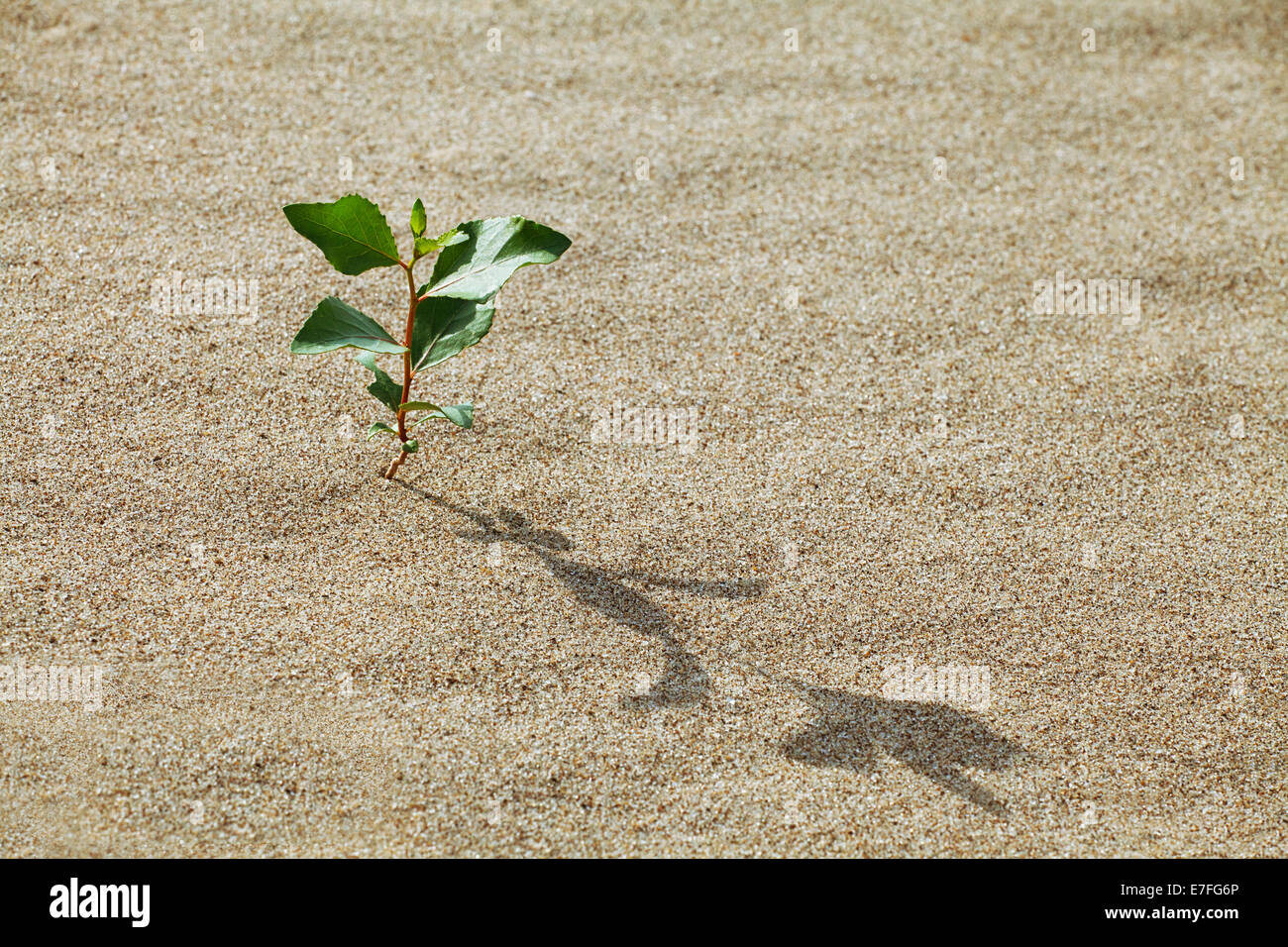 Plant growing in the sand adapted to the hot climate Stock Photo
