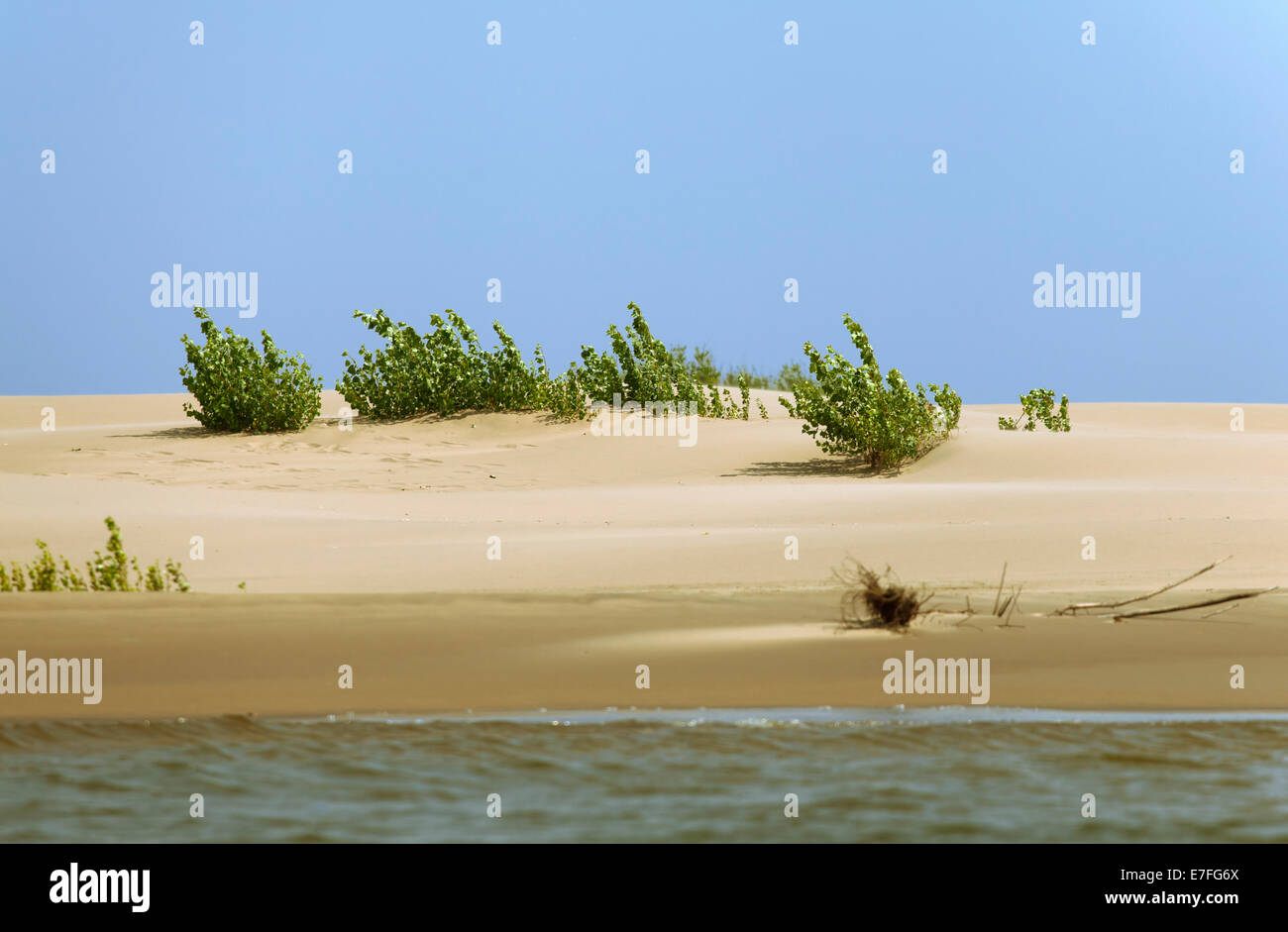 Plant growing in the sand adapted to the hot climate Stock Photo