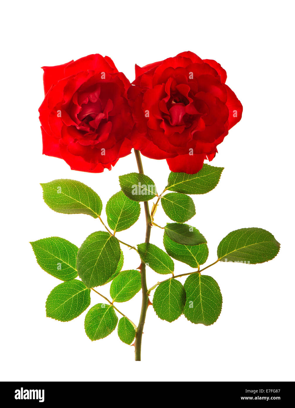 red roses isolated on white background. beautiful flower head Stock Photo