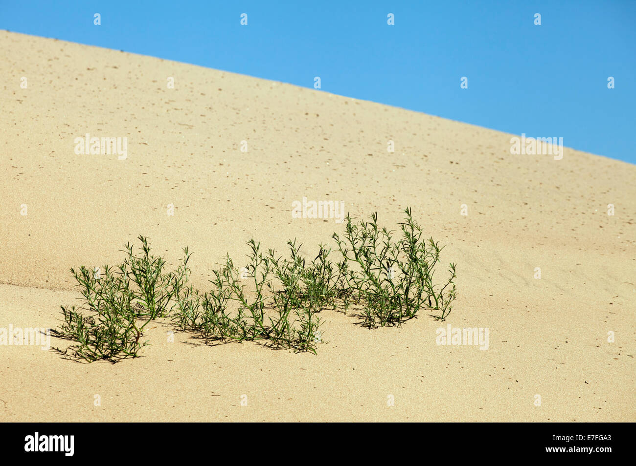 Plants growing in the sand adapted to the hot climate Stock Photo
