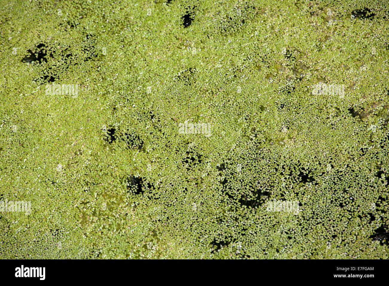 Green duckweed in dead-water of a lake Stock Photo