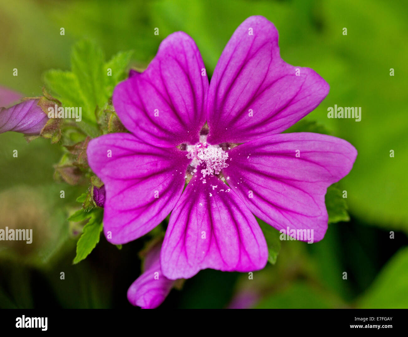 British native wildflower species hires stock photography and images