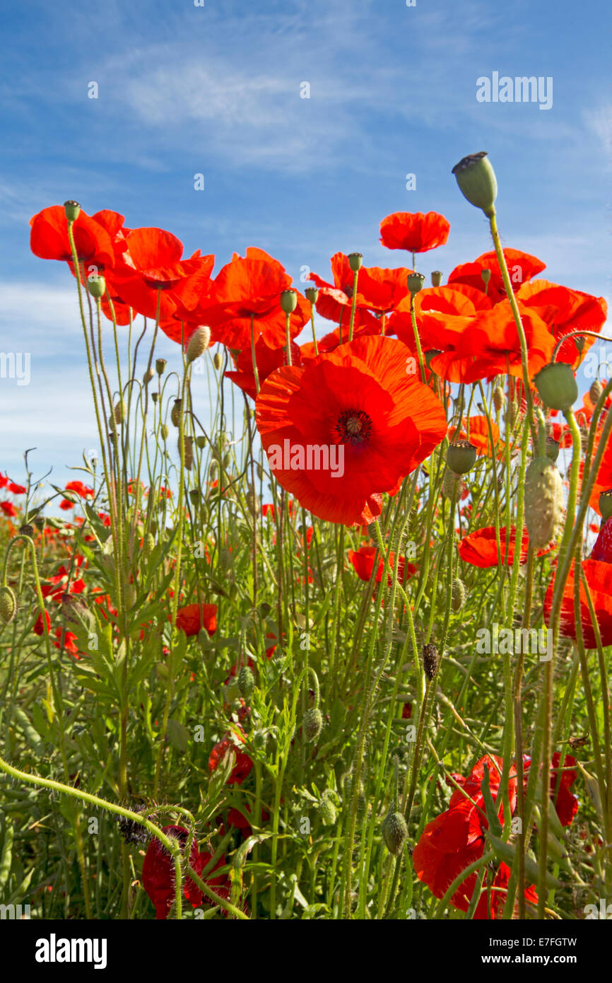 Field of wildflowers, bright red poppies, Papaver rhoeas, with buds and seed pods against bright blue sky near Warkworth England Stock Photo