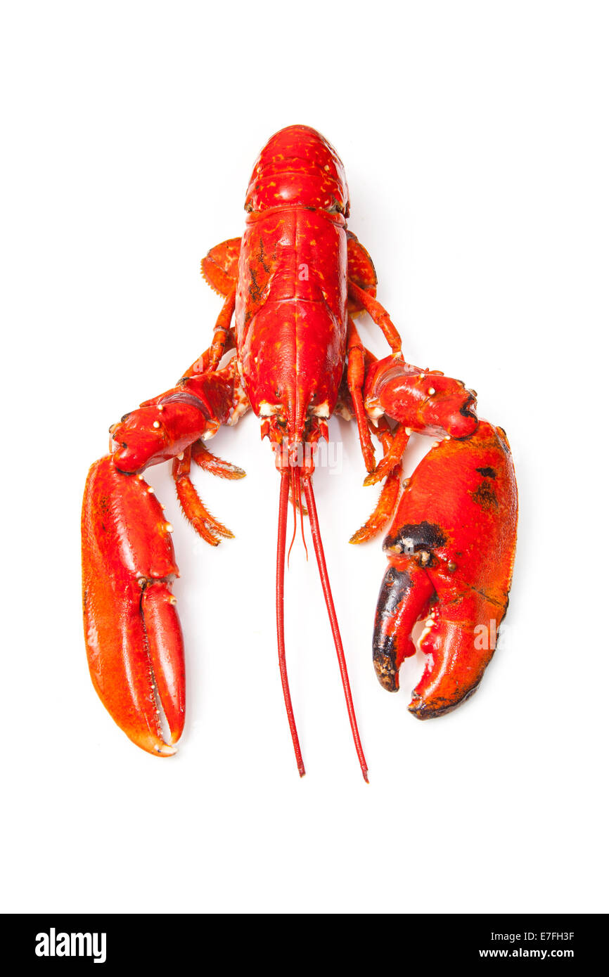 Cooked European common lobster isolated on a white studio background. Stock Photo