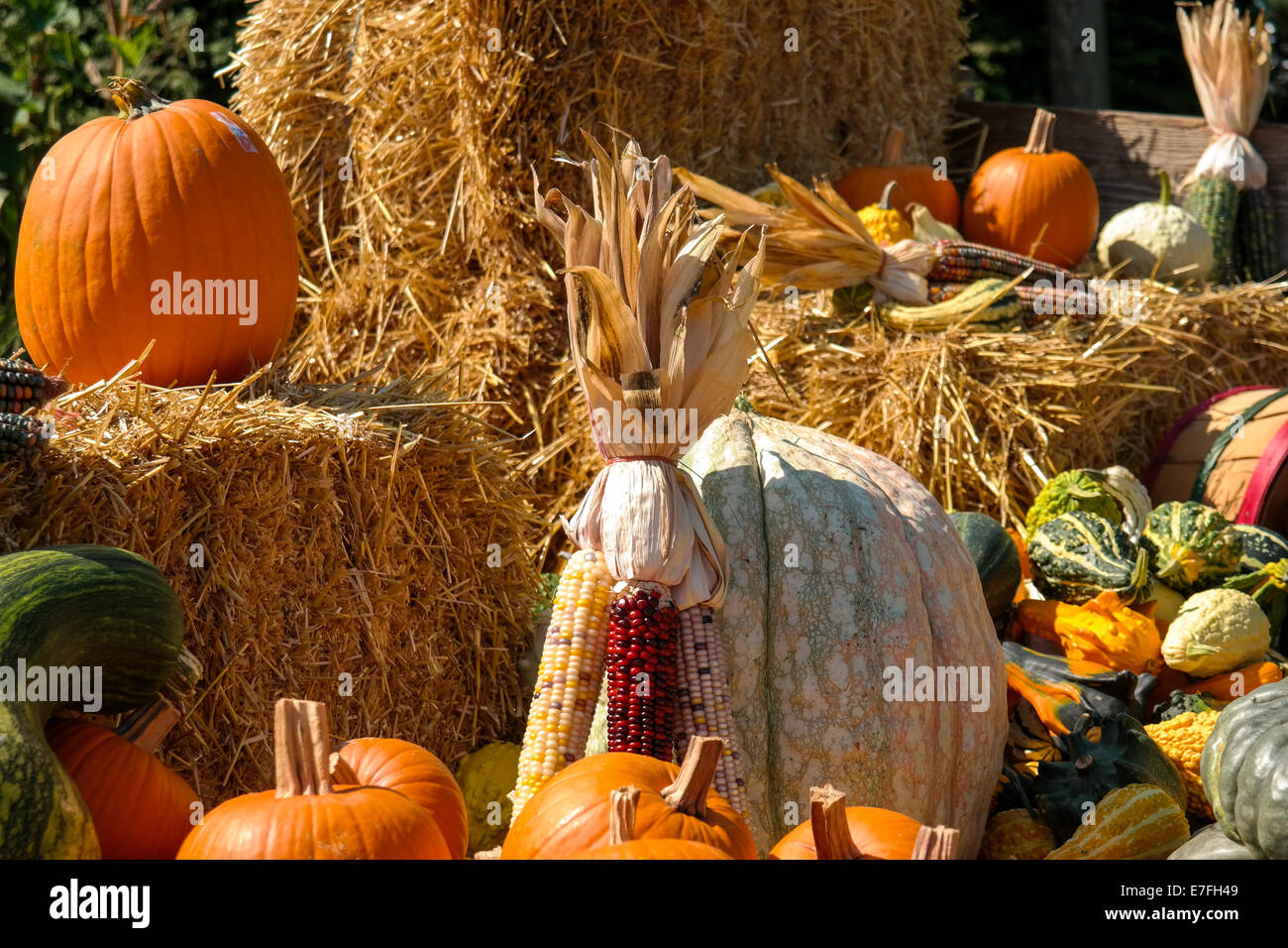 Pumpkins and gourds for sale along the roadside in Lancaster County PA