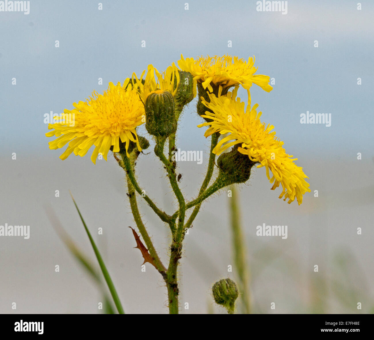 Cluster of bright yellow flowers - dandelion, Taraxacum officinale, common weed / wildflower, with background of light blue sky Stock Photo