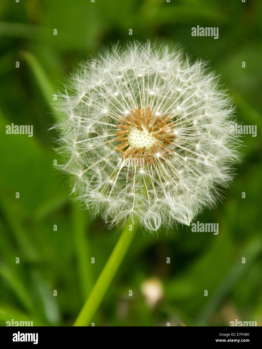 Common australian weed hi-res stock photography and images - Alamy