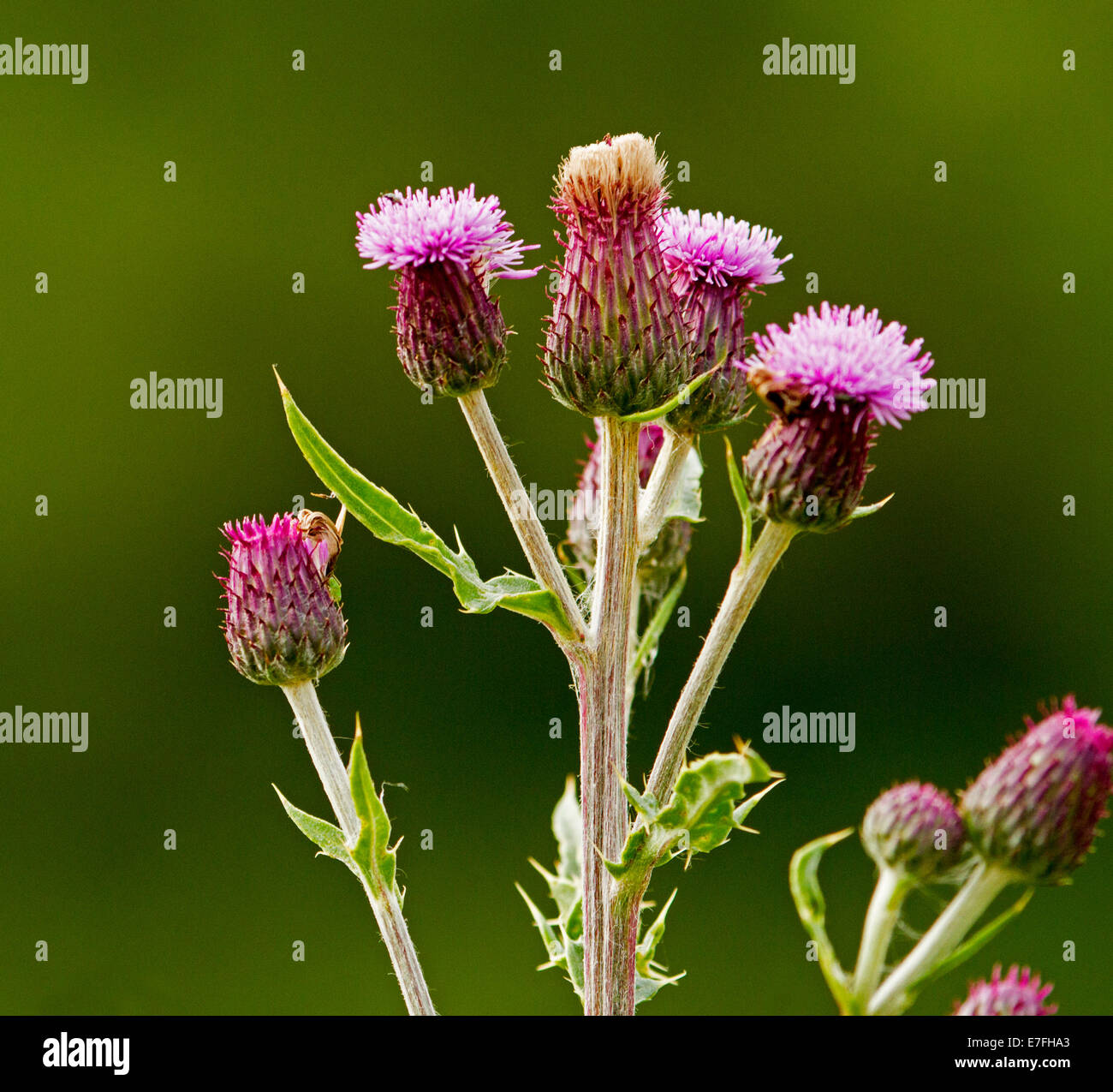 British wildflowers, cluster of flowers of welted thistle, Carduus acanthoides, against green background near Buntsland Scotland Stock Photo