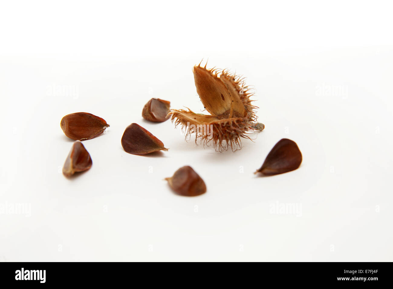 Beech nuts with their shell. Fagus sylvatica, common beech tree nuts., Stock Photo
