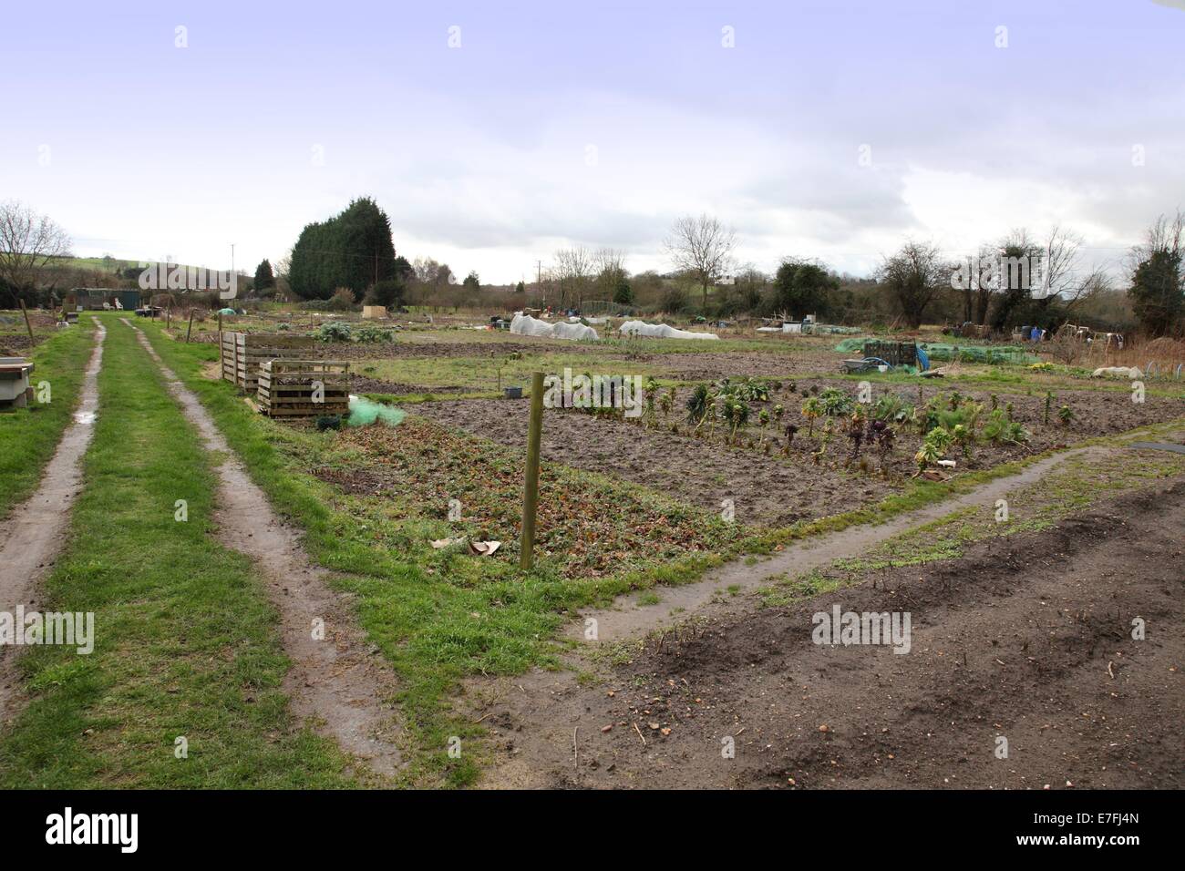 Allotments in winter at welford on avon, warwickshire Stock Photo