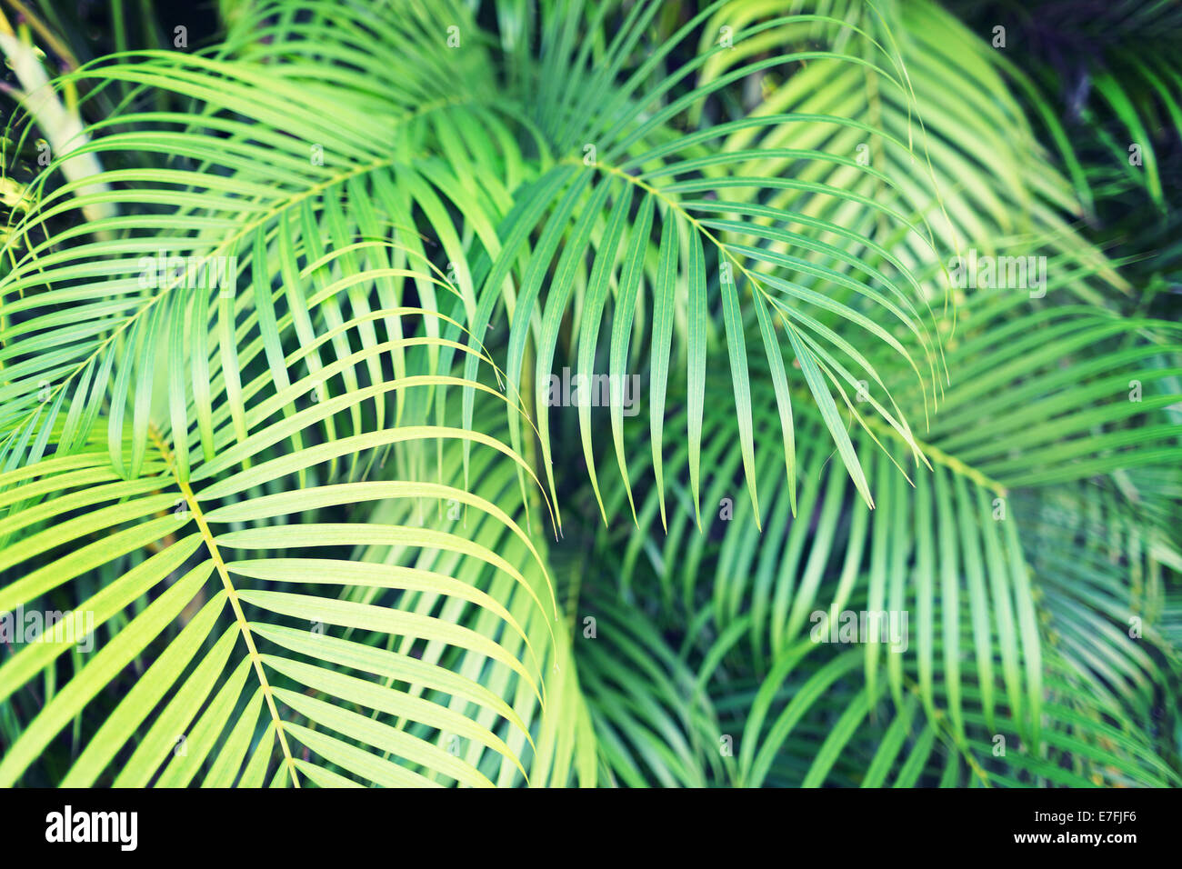 close-up of palm tree leaves Stock Photo - Alamy