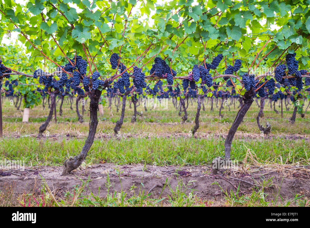 Dark blue Vineyard Grapes on trees Stock Photo Alamy