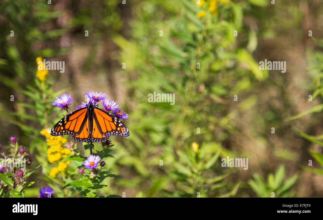Monarch butterfly on flowers with it's wings spread Stock Photo