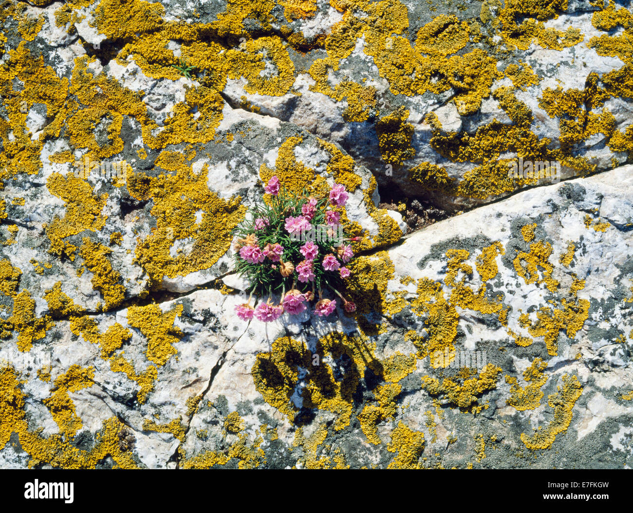 Thrift (Armeria maritima, sea pink) & lichen on coastal rocks SW of Porth Solfach, Bardsey Island, Gwynedd. Stock Photo