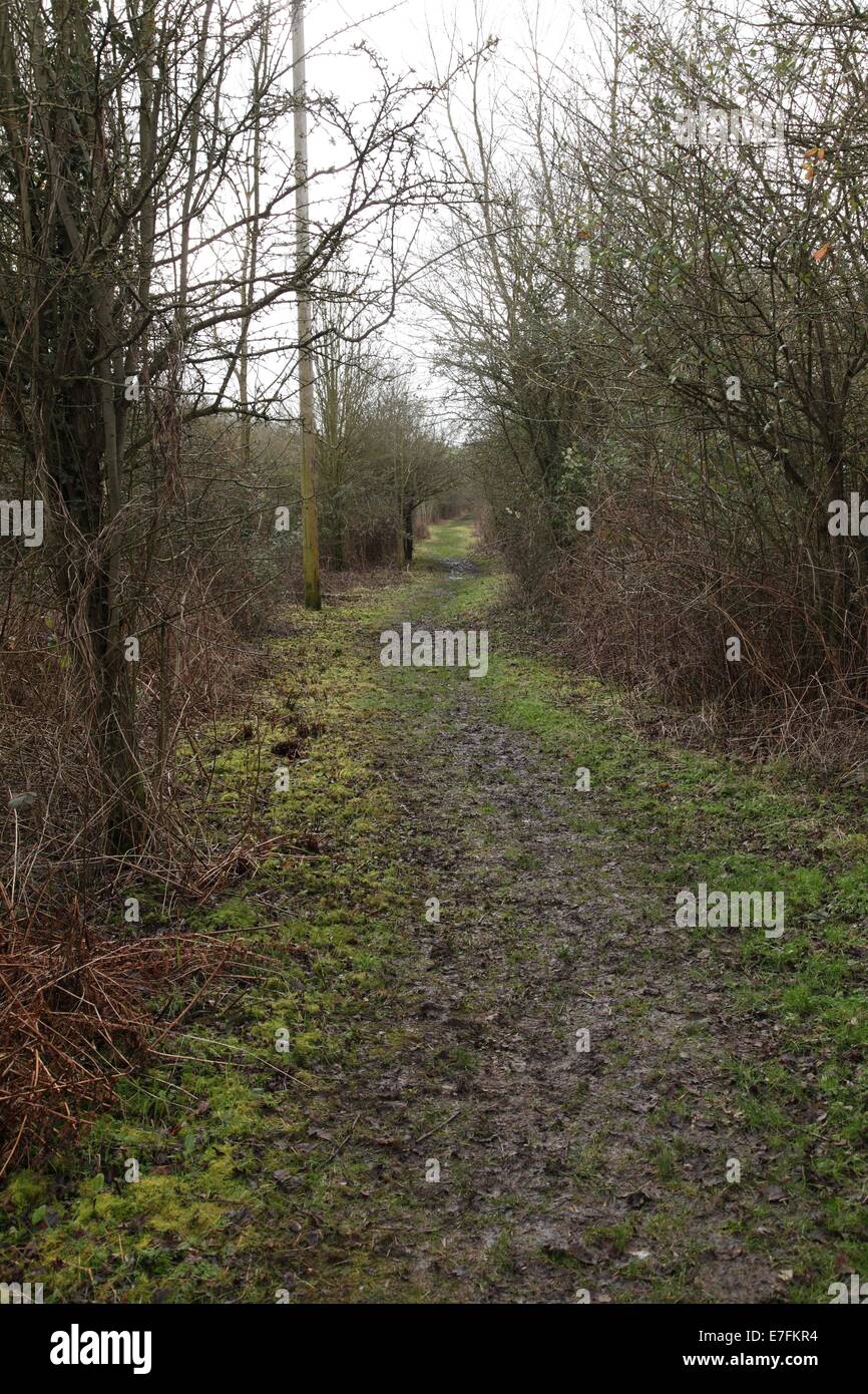 Woodland pathway hi-res stock photography and images - Alamy