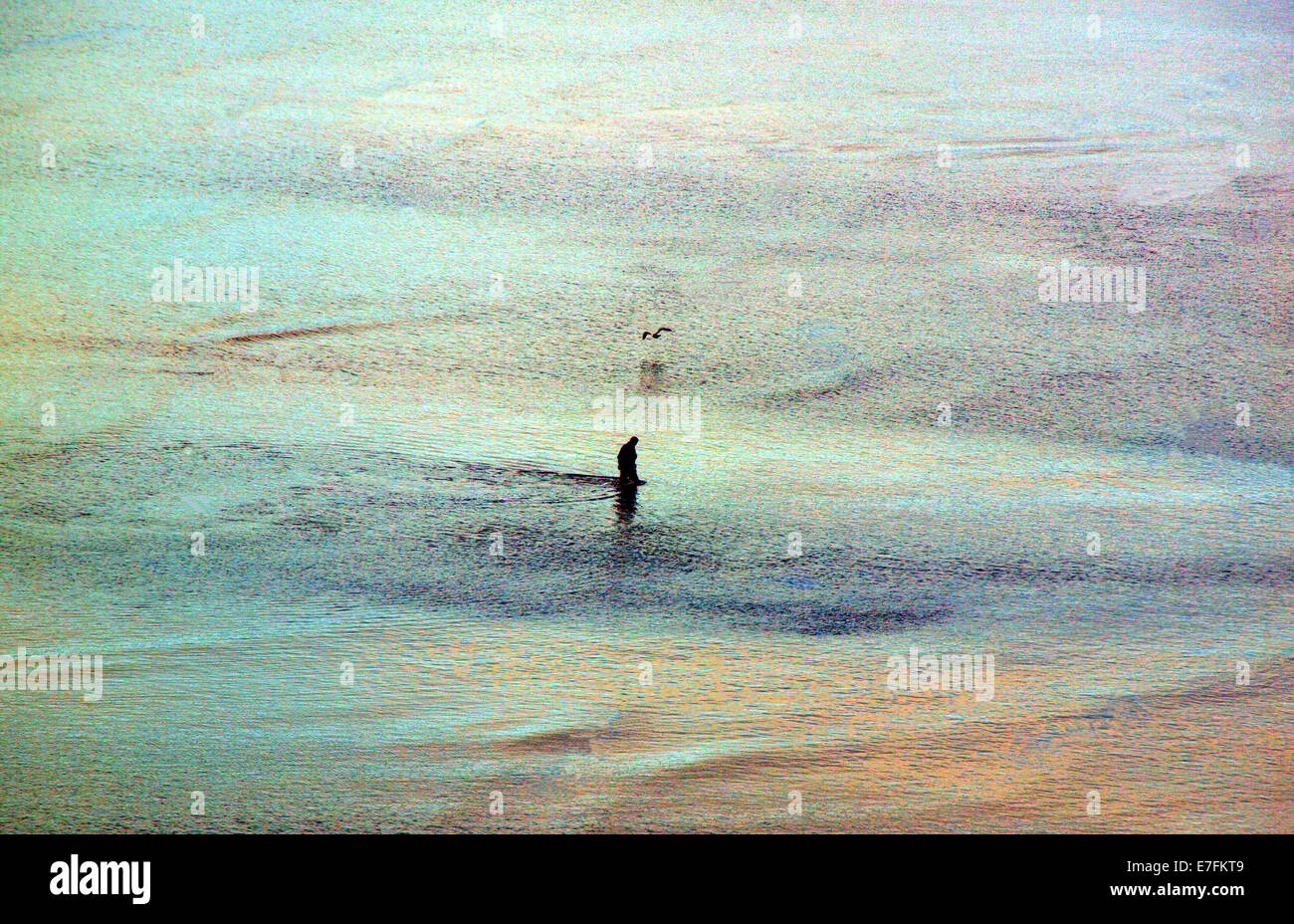 Fishermen at low tide in an early summer morning searching for invertebrates as a seabird takes too flight near the coastline. Stock Photo