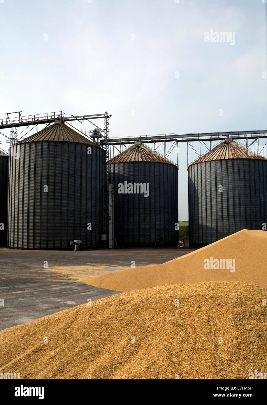 Piles of grain in the  yard at a grain processing and storage plant. Stock Photo