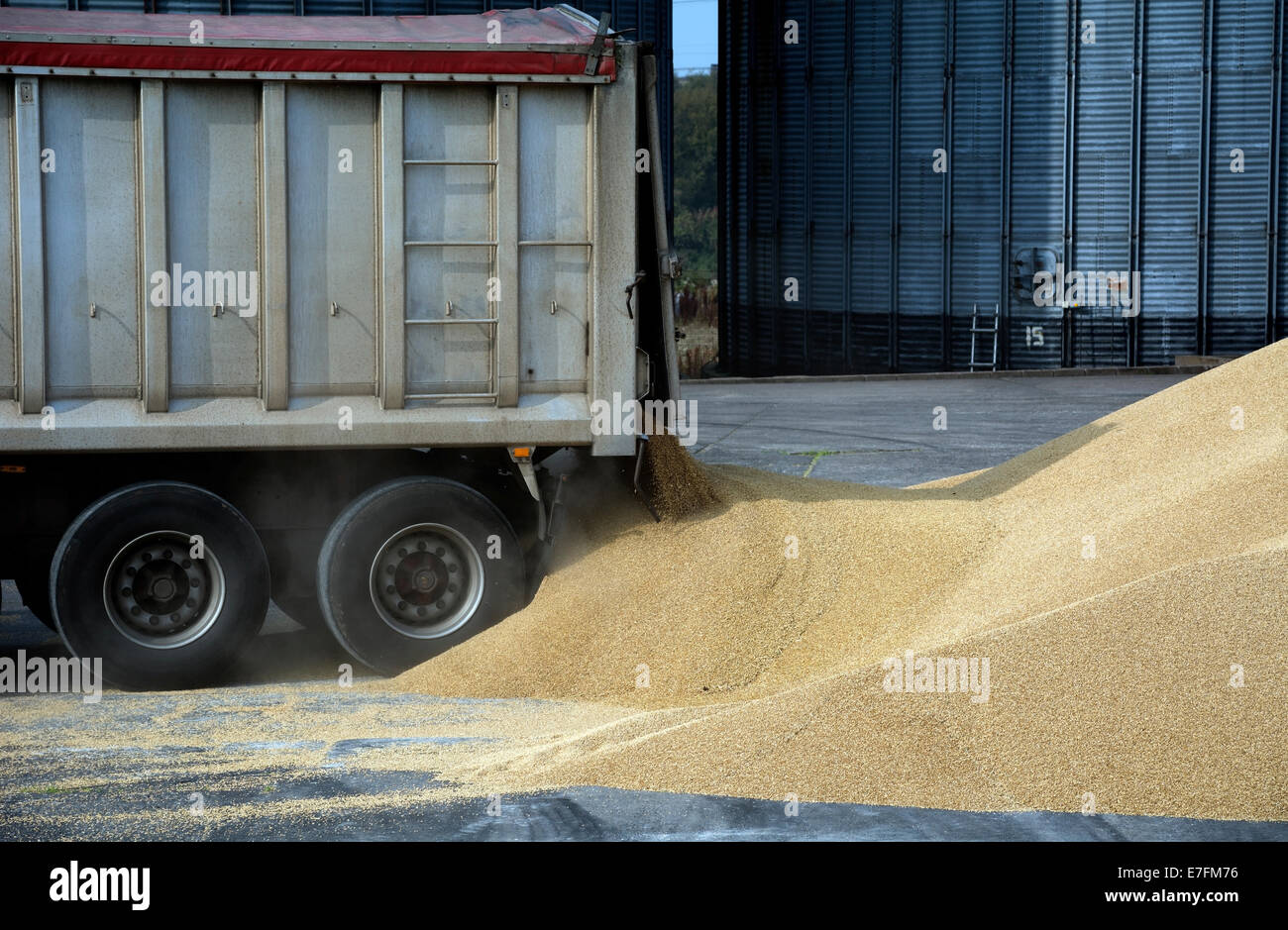 A massive tipper truck delivers grain for storage and processing, It is dumped outside until it can be moved into the silos. Stock Photo
