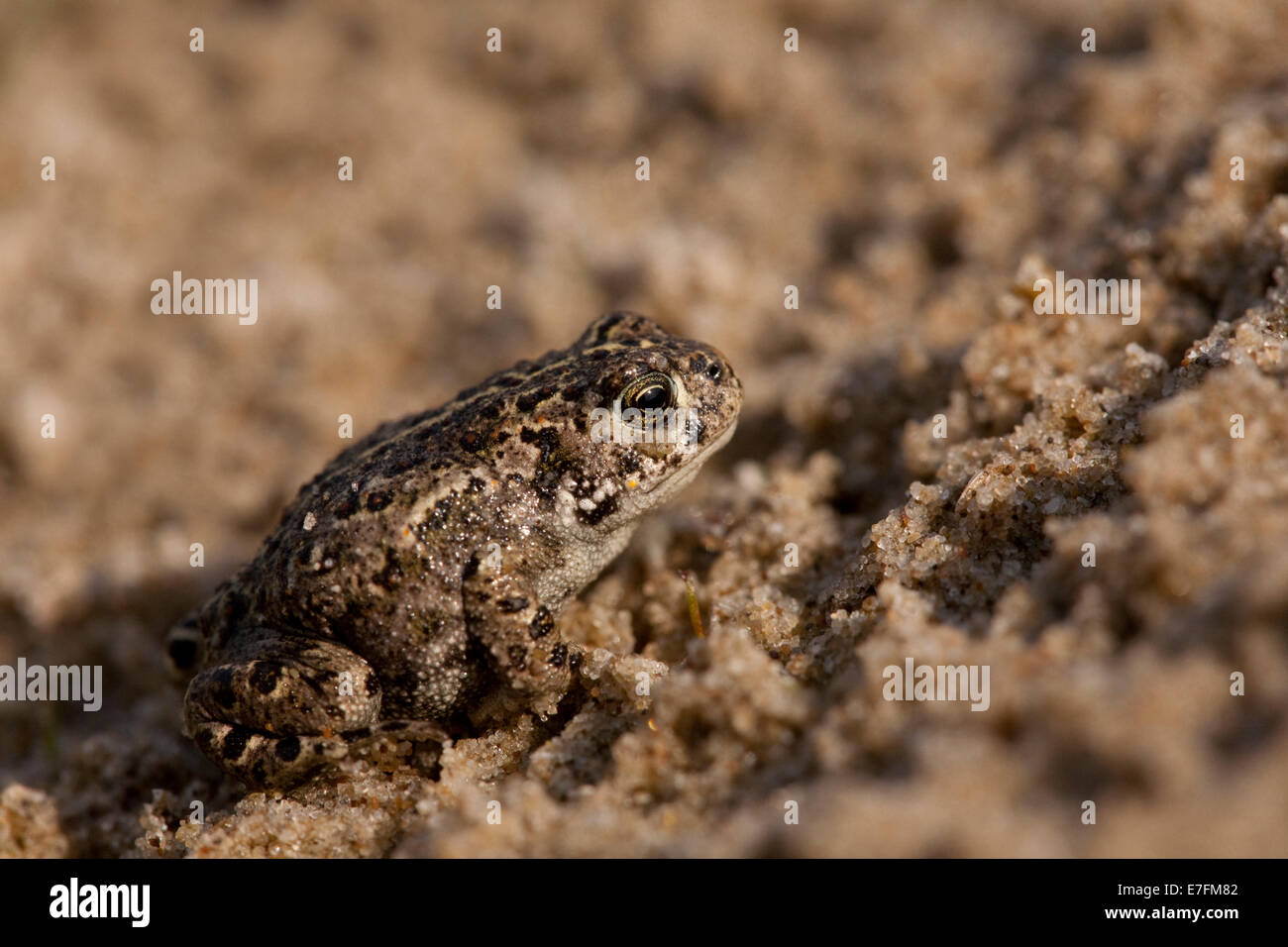 Natterjack toad (Epidalea calamita / Bufo calamita) juvenile in the sand Stock Photo