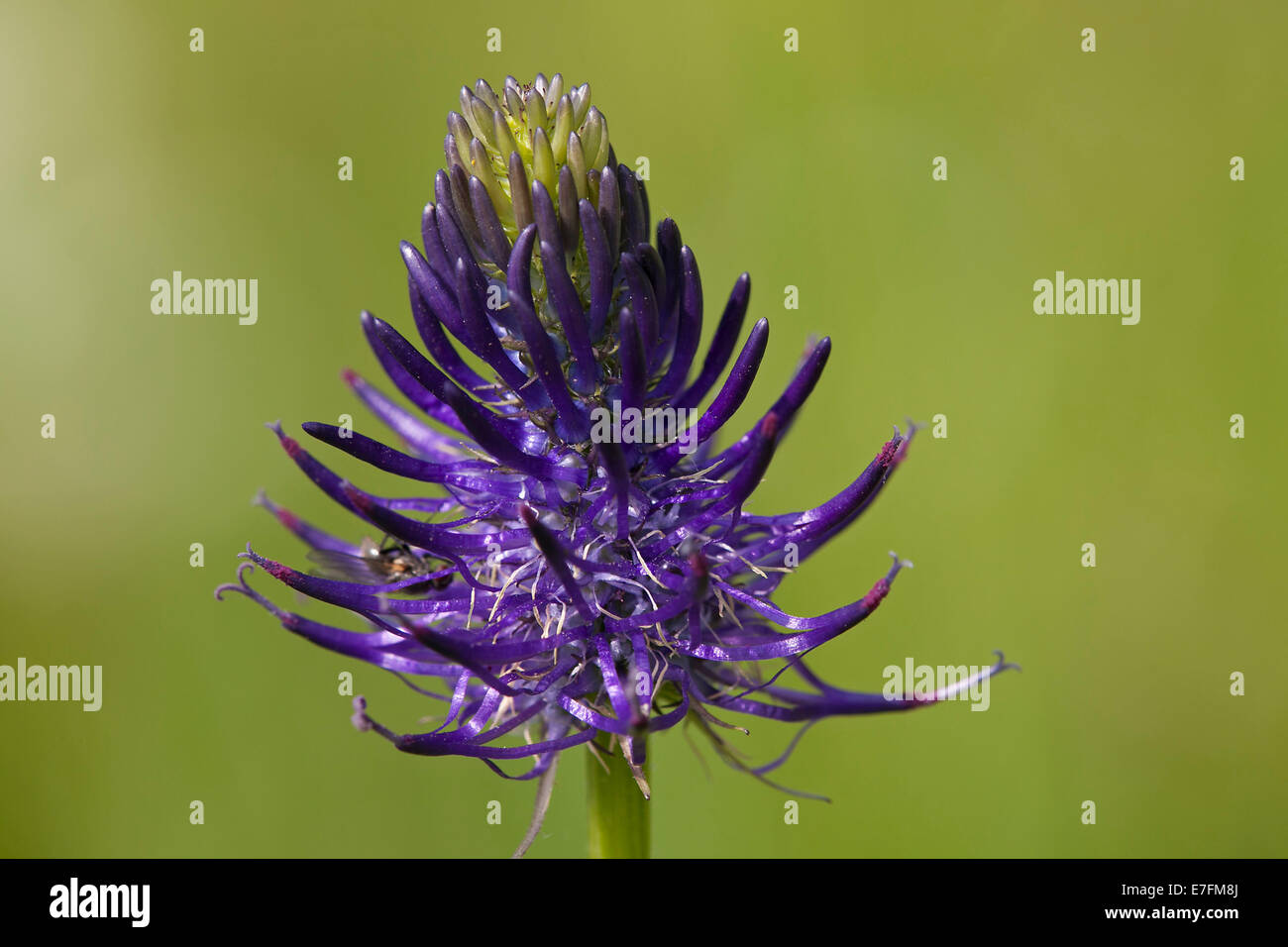 Round-headed rampion / Pride of Sussex (Phyteuma orbiculare) in flower Stock Photo