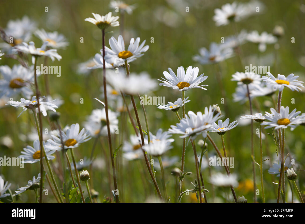 Daisies, Gloucestershire, England, United Kingdom, Europe Stock Photo