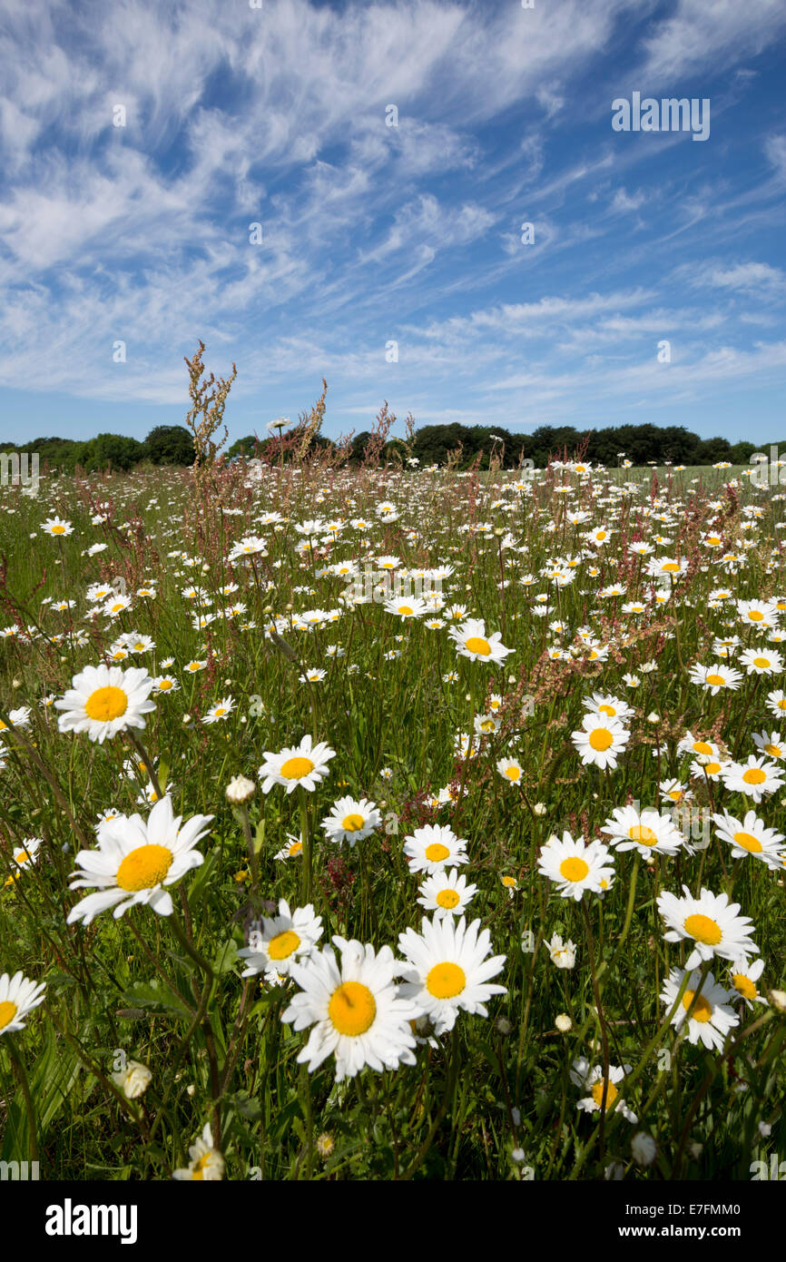 Daisies growing along field edge, near Snowshill, Gloucestershire, England, United Kingdom, Europe Stock Photo