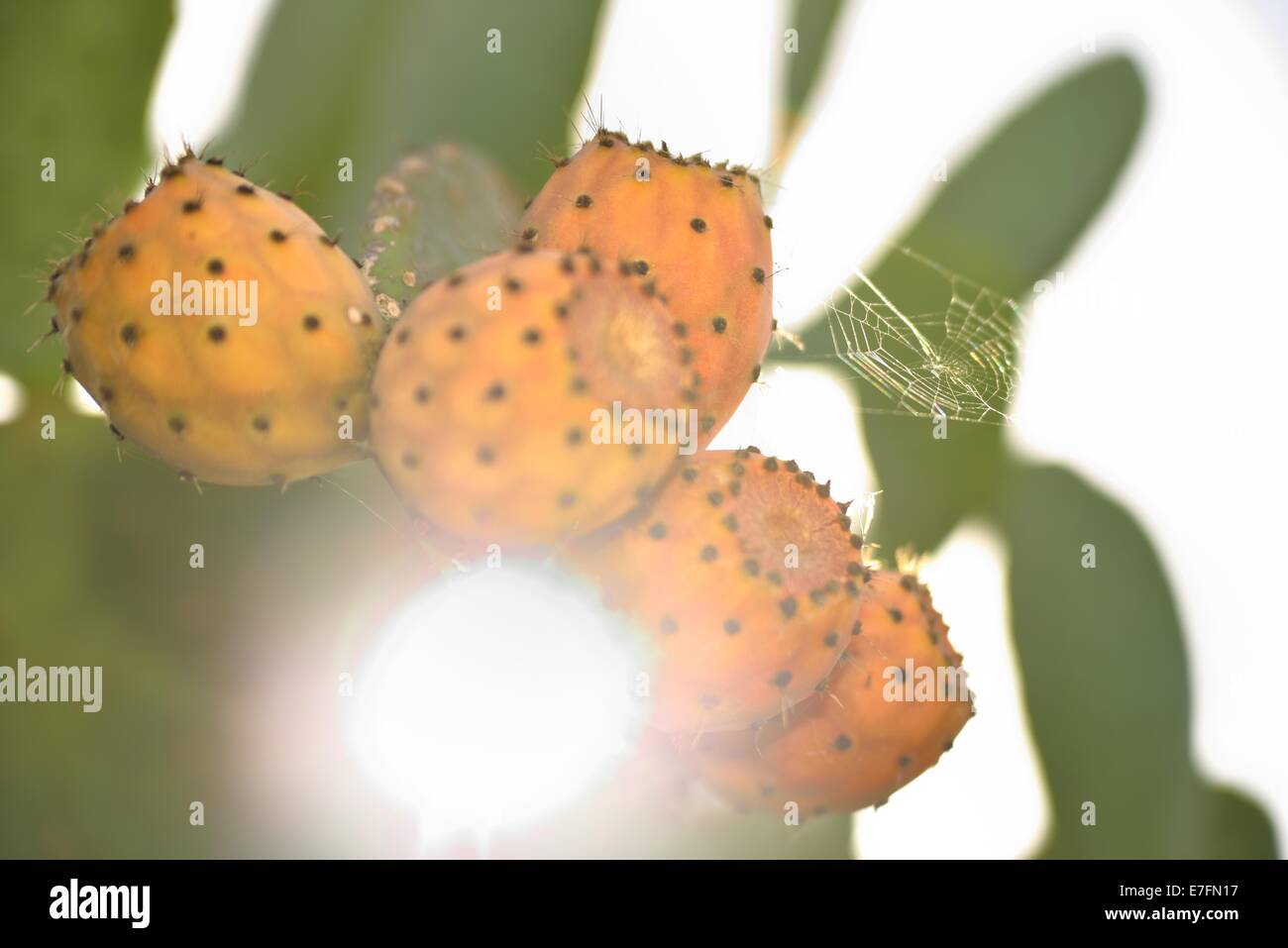 Sunbeam on Prickly Pears (whit cobweb) Linosa Islands, Italy Stock Photo