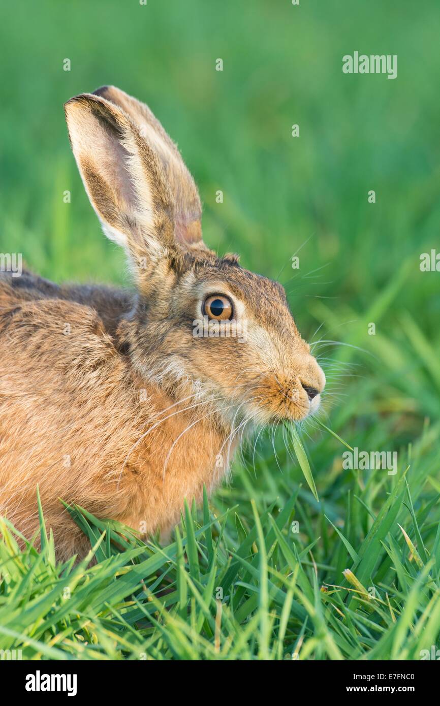 Brown hare (Lepus europaeus) feeding on wheat shoots. Stock Photo