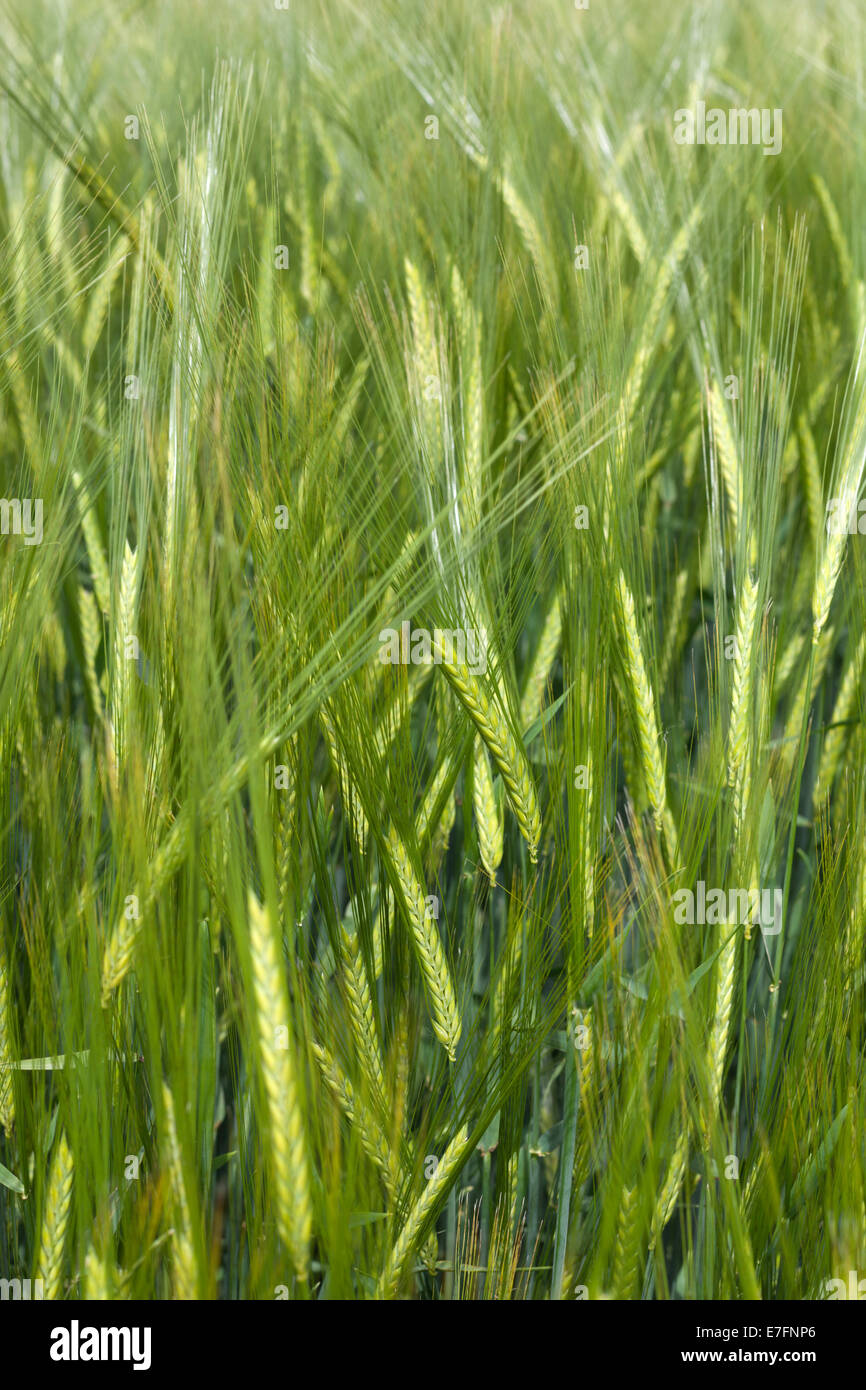 Barley, Worcestershire, England, United Kingdom, Europe Stock Photo