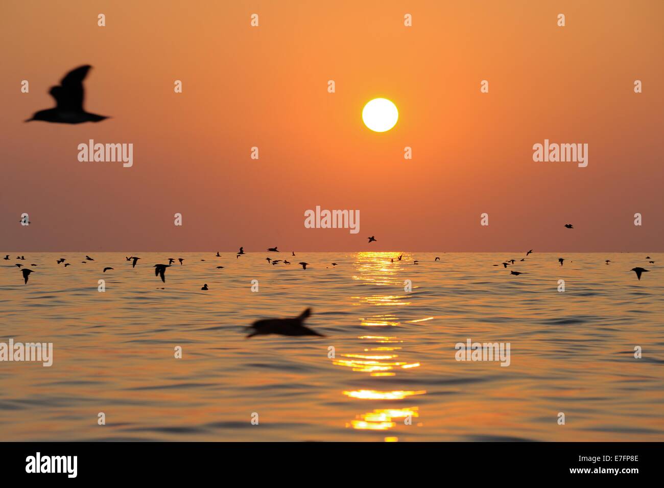 Linosa, sunset over the sea whit Cory's Shearwater (Colonectris Diomedea). Stock Photo