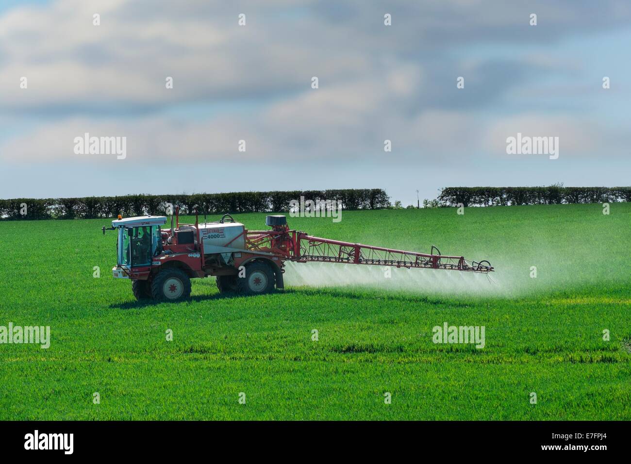 Self propelled spraying unit on cereal crop. Stock Photo
