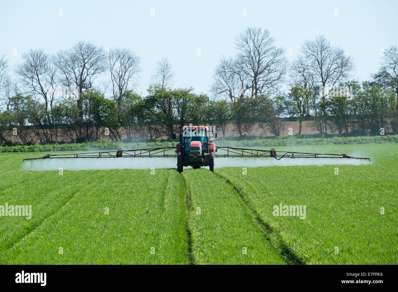Tractor applying fungicide with spraying unit on cereal crop. Stock Photo
