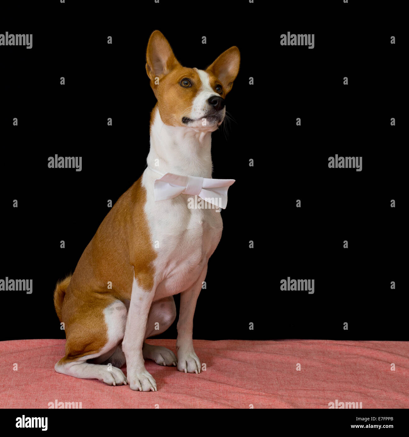 Studio portrait of brave Basenji dog Stock Photo - Alamy