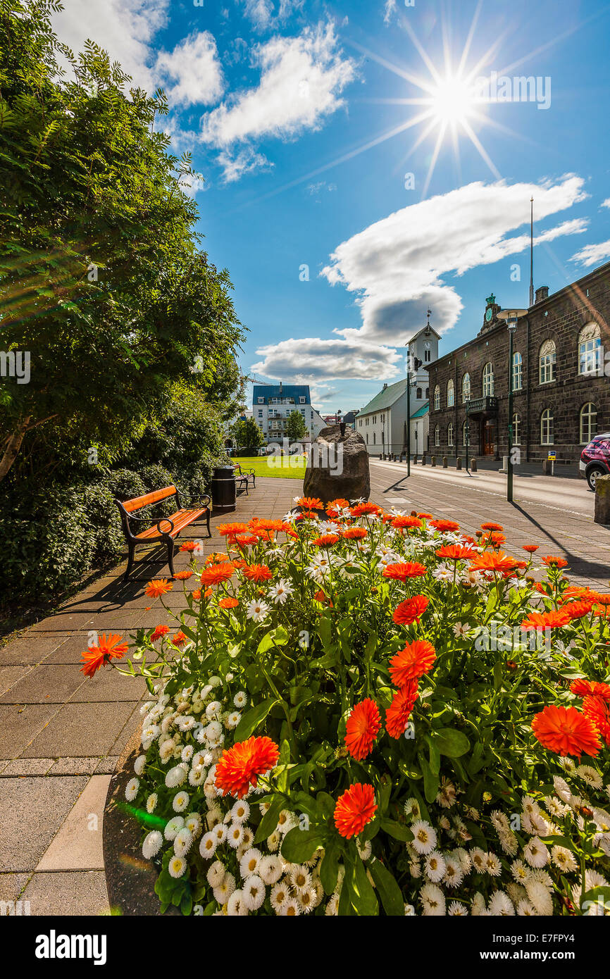 Flowers Iceland High Resolution Stock Photography And Images Page 32 Alamy