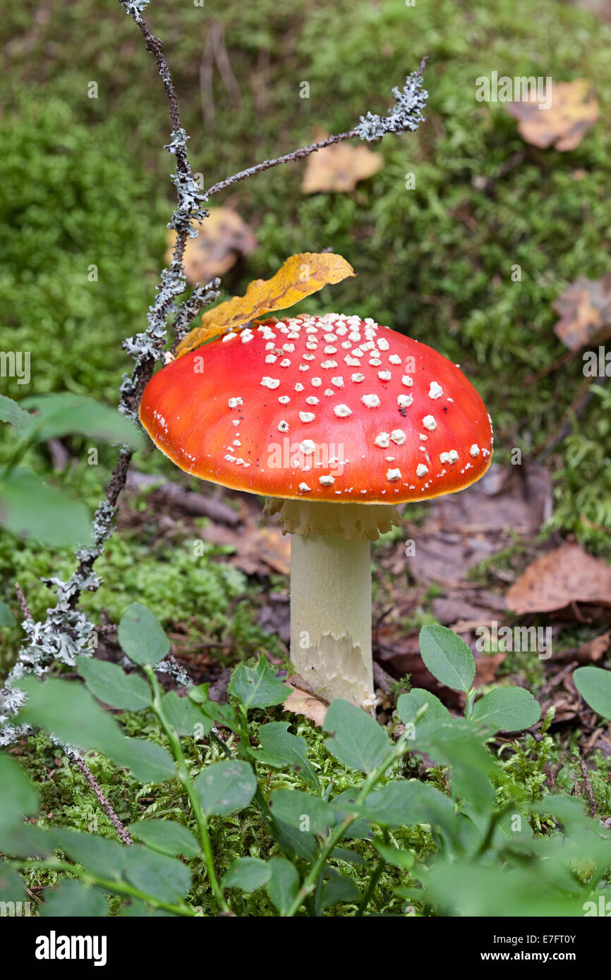 Fly amanita mushroom Stock Photo