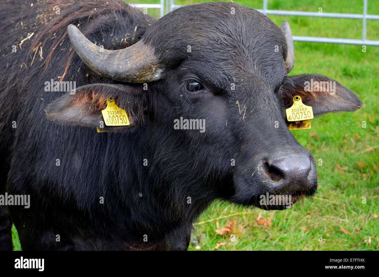 Water buffalo bull bred for the specialist meat market shown at a