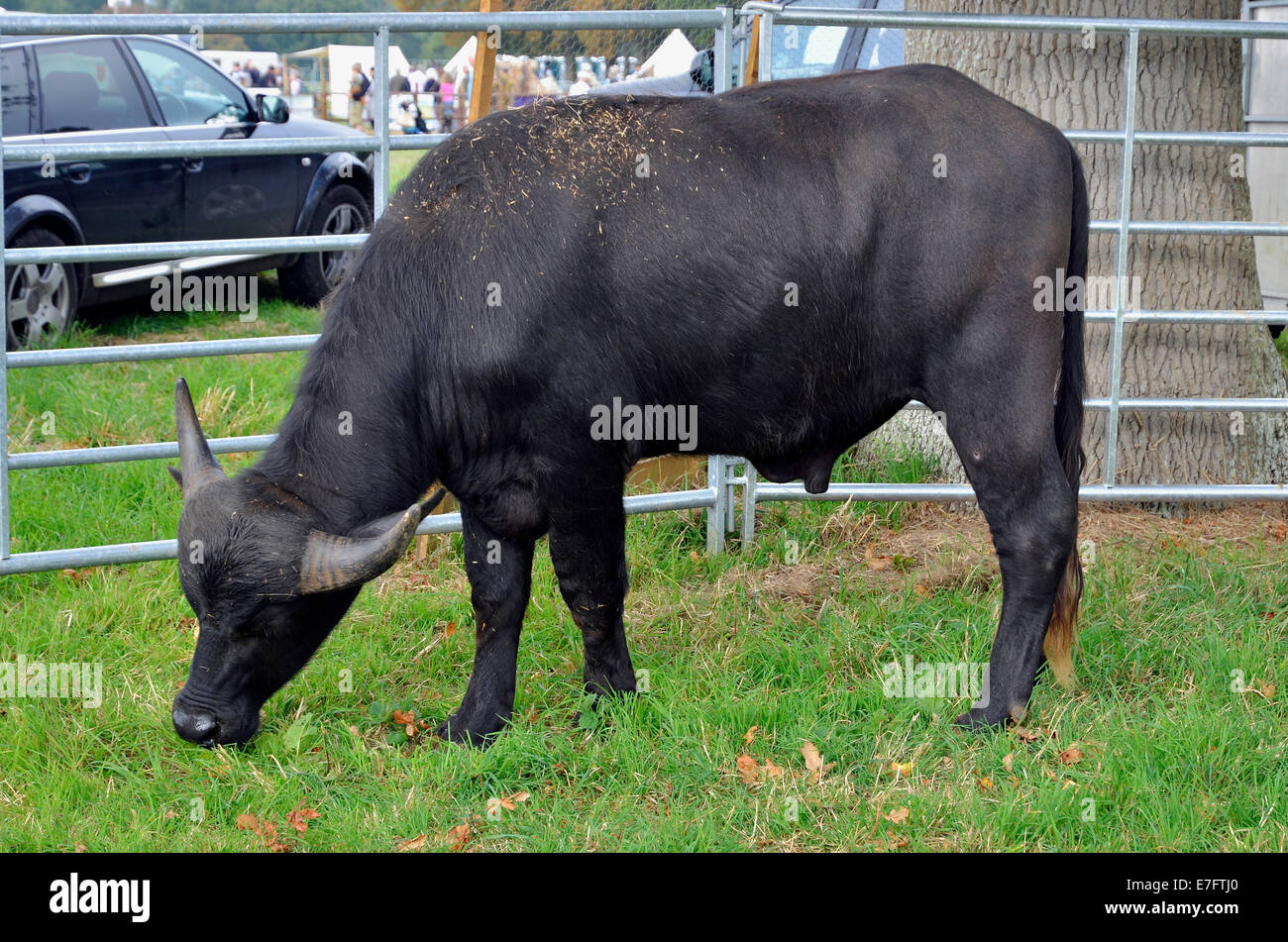 Water buffalo bull bred for the specialist meat market shown at a country fair in Hampshire, England. Broughton Water Buffalo. Stock Photo