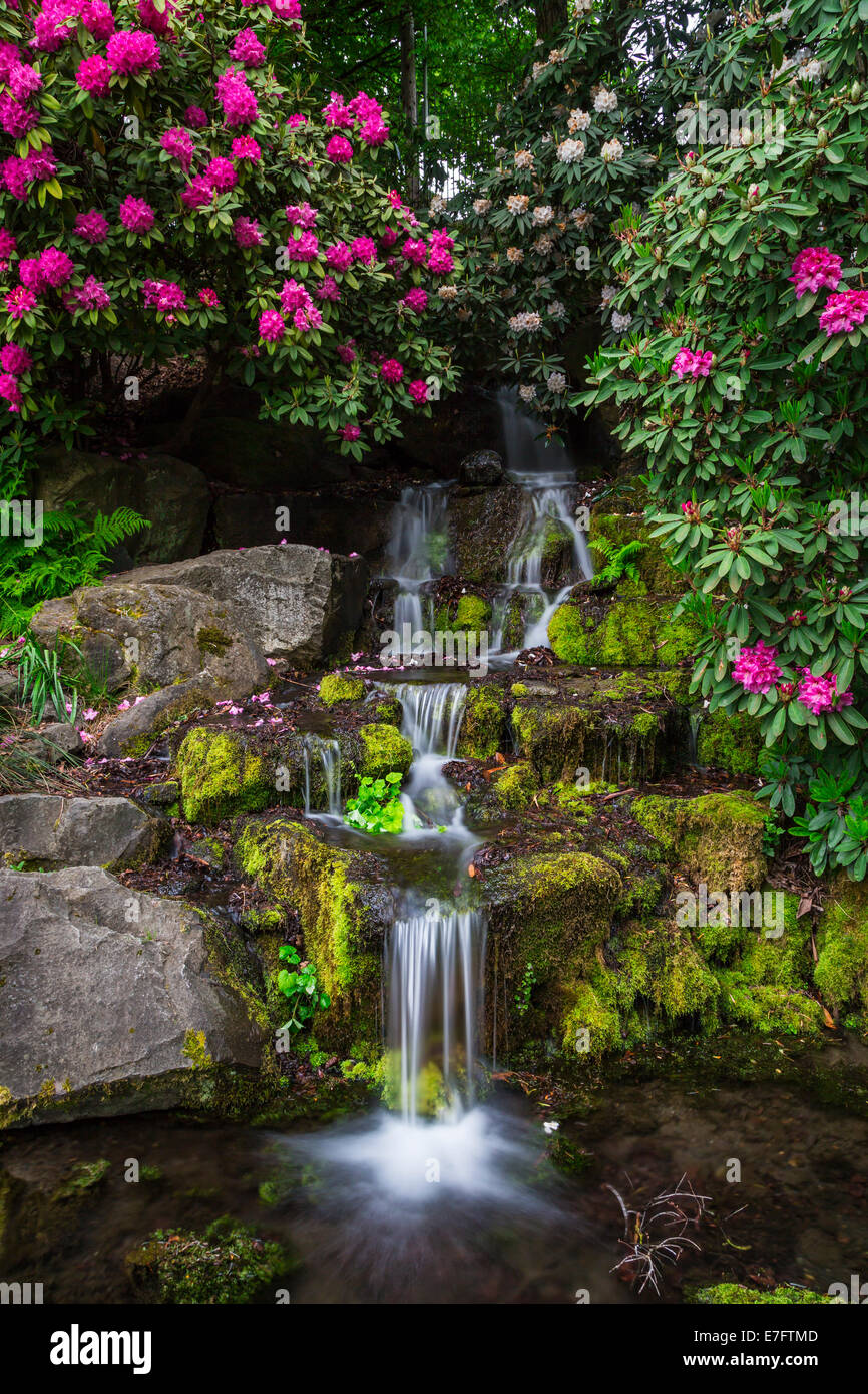 A small waterfall with rhododendron flowers at the Crystal Springs  Rhododendron Gardens in Portland, Oregon, USA Stock Photo - Alamy