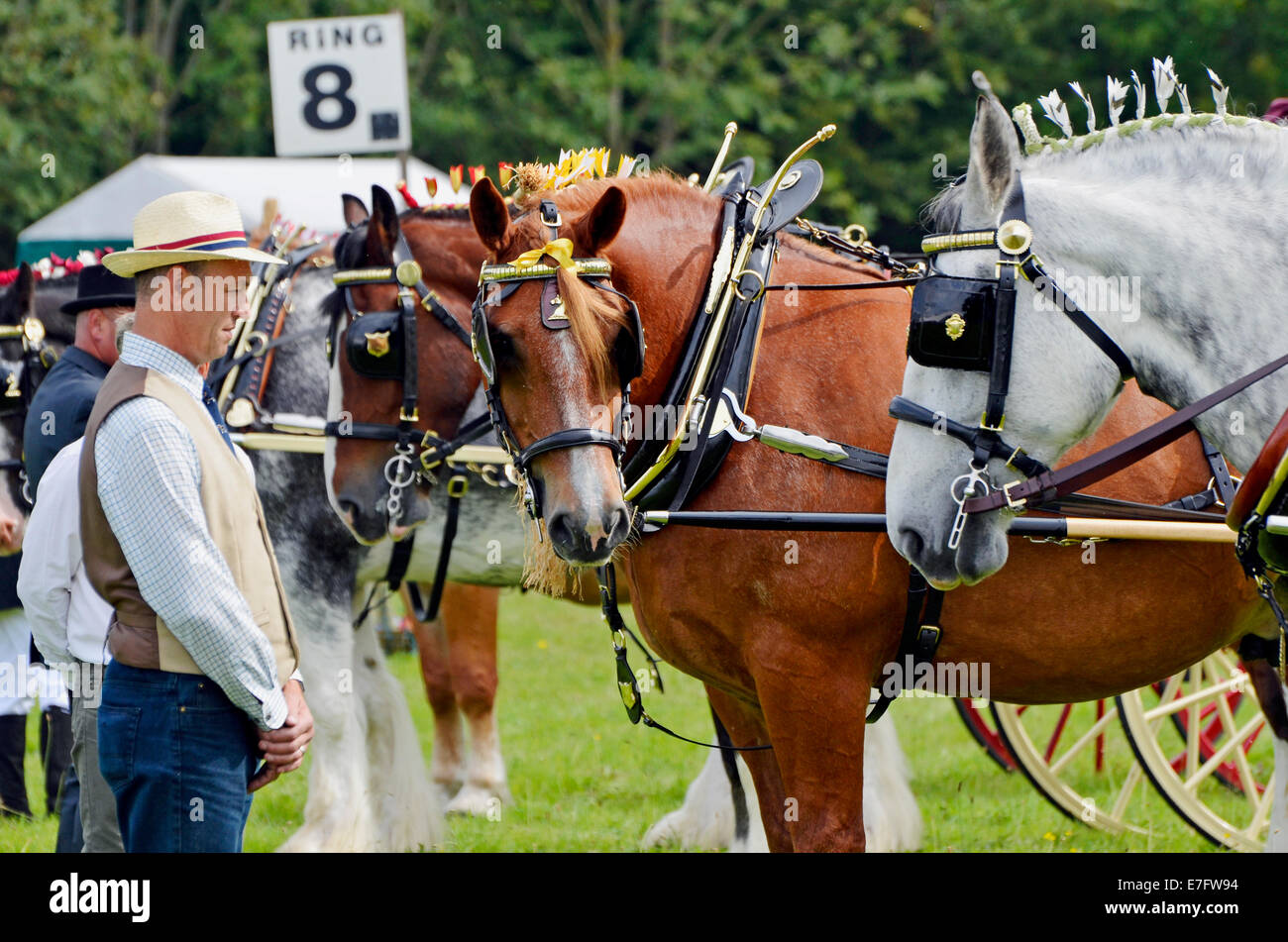 Heavy horse stallions pulling light two-wheeled buggies  - competition judging at Romsey Show. Here's looking at you! Stock Photo