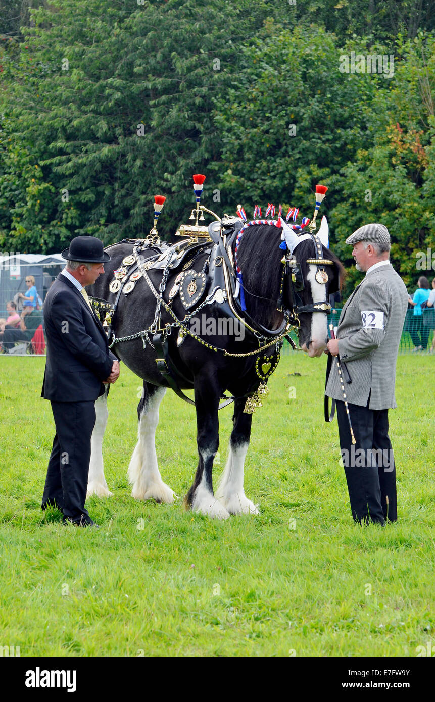 Horse harness decorative hi-res stock photography and images - Alamy
