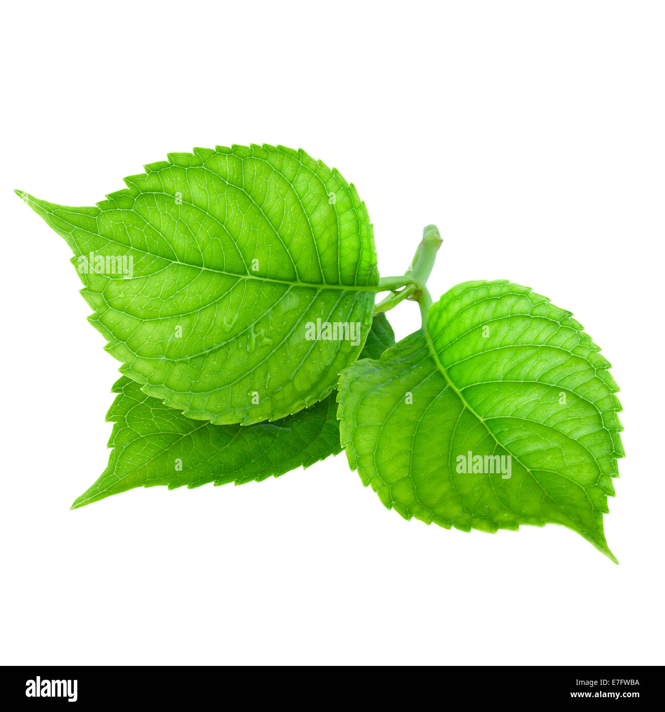 Spring drop Cut Out Stock Images Pictures Alamy Spring drop Cut Out Stock Images Pictures Alamy
