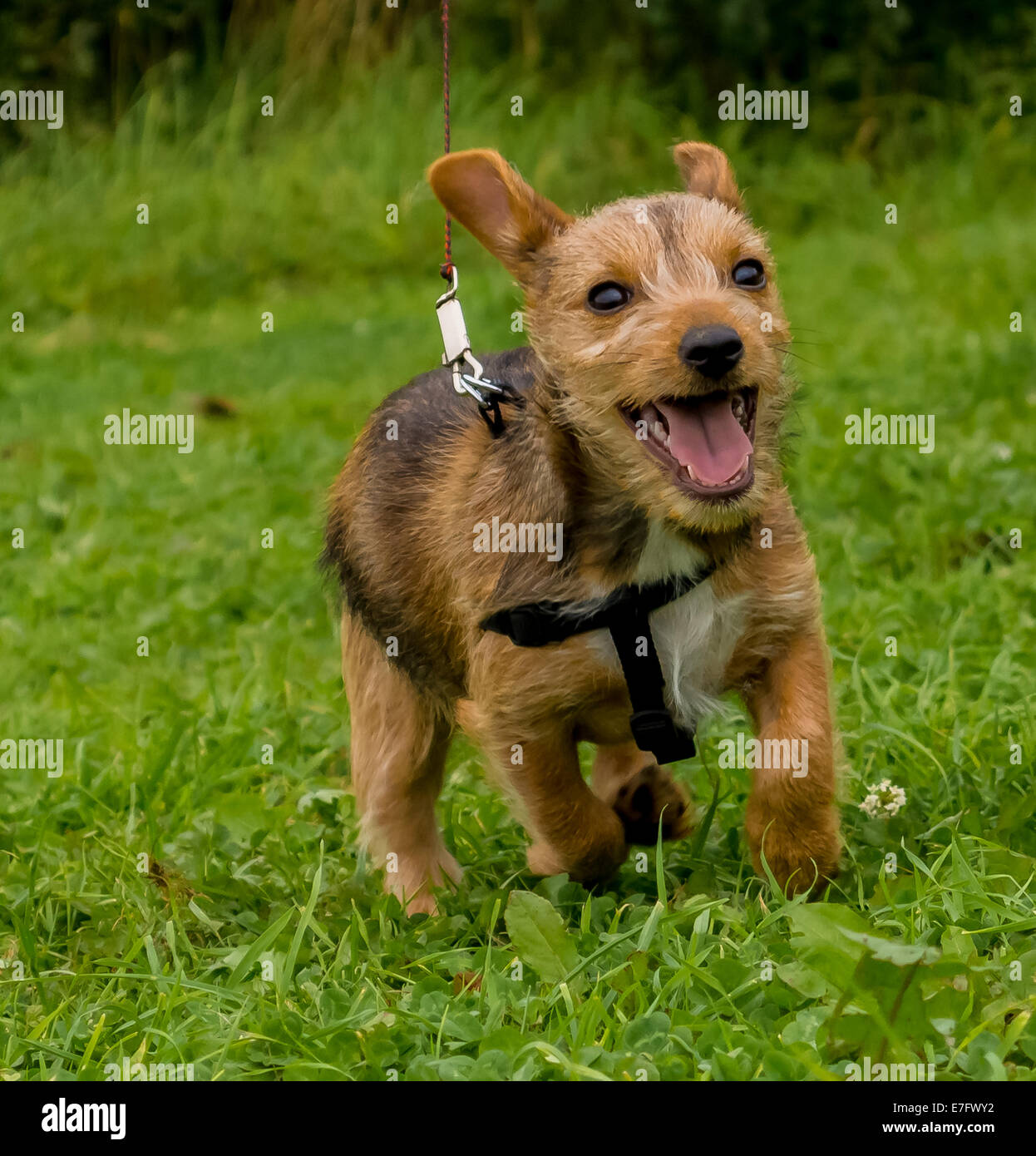 Puppy on lead Stock Photo Alamy